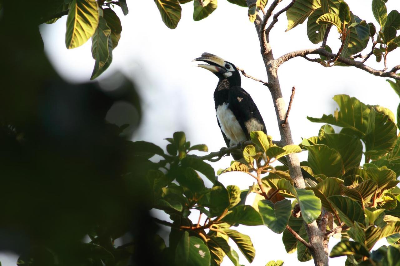 Ambong Rainforest Retreat Pantai Cenang  Luaran gambar